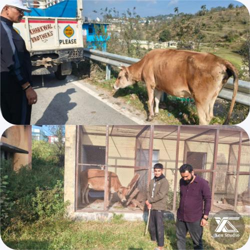 चंपावत:  विश्व हिंदू परिषद ने गौमाता की बचाई जान।